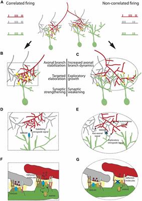 Rules for Shaping Neural Connections in the Developing Brain